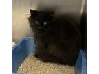 Adopt Wall-E a All Black Domestic Longhair / Mixed cat in South Haven