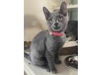Adopt Satin a Domestic Shorthair / Mixed cat in Calverton, NY (33708762)