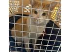 Adopt Ruffles a Orange or Red Domestic Shorthair / Mixed cat in Philadelphia