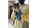Adopt STAR a Gray, Blue or Silver Tabby Domestic Shorthair / Mixed (short coat)