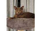 Adopt Harrington a Gray or Blue American Shorthair / Mixed (short coat) cat in