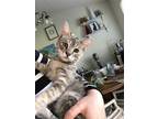 Adopt PAM BEASLEY a Gray, Blue or Silver Tabby Domestic Shorthair / Mixed (short
