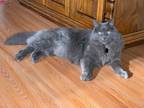 Adopt Gus a Gray or Blue Domestic Longhair (long coat) cat in Southington