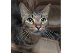 Adopt Linus A Brown Tabby Domestic Shorthair (short Coat) Cat In Ozark