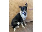 Adopt Oreo 2 a Merle Australian Cattle Dog / Mixed dog in Colonial Heights