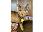 Adopt Tony Stark *Located at Catffeinated* a Gray or Blue Domestic Shorthair /
