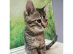 Adopt BELLA a Brown or Chocolate Domestic Shorthair / Domestic Shorthair / Mixed