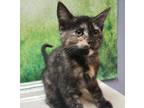 Adopt IRIS a All Black Domestic Shorthair / Domestic Shorthair / Mixed cat in