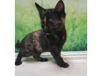 Adopt LILLY a All Black Domestic Shorthair / Domestic Shorthair / Mixed cat in