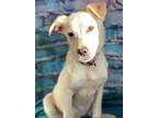 Adopt Blizzard a White Labrador Retriever / Mixed dog in Colonial Heights