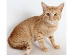 Adopt a Domestic Shorthair / Mixed cat in Redding, CA (33708399)