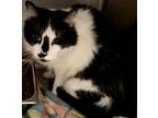 Adopt Cooper a Domestic Shorthair / Mixed (long coat) cat in Redding