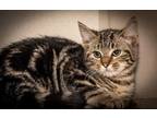 Adopt *HERALD* a Brown Tabby Domestic Shorthair / Mixed (short coat) cat in