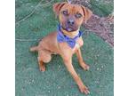 Adopt BUDDY a Brown/Chocolate Boxer / Rottweiler / Mixed dog in Oklahoma City