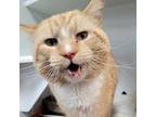 Adopt Thredson a Tan or Fawn Tabby Domestic Shorthair / Mixed cat in