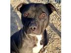 Adopt Raven a Black American Pit Bull Terrier / Mixed dog in Red Bluff