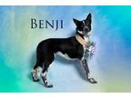 Adopt Benji a Black Border Collie / Mixed dog in Red Bluff, CA (33708301)