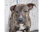 Adopt Bart a Brindle - with White Treeing Walker Coonhound / Mixed Breed