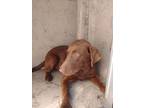 Adopt Gunther a Labrador Retriever / Mixed dog in LAFAYETTE, LA (33708293)