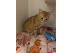 Adopt Janet a Orange or Red Domestic Shorthair / Domestic Shorthair / Mixed