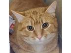 Adopt Spark a Orange or Red Domestic Shorthair / Mixed cat in Chatham
