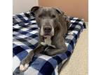 Adopt Blue a Gray/Silver/Salt & Pepper - with Black Pit Bull Terrier / Mixed dog
