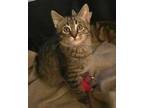 Adopt Oakdale a Brown or Chocolate Domestic Shorthair / Domestic Shorthair /
