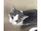 Adopt Fran a Gray or Blue Domestic Shorthair / Domestic Shorthair / Mixed cat in