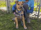 Adopt OAHU a Brown/Chocolate Plott Hound / Mixed dog in Ojai, CA (33707641)