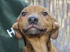 Adopt MAUI a Brown/Chocolate Plott Hound / Mixed dog in Ojai, CA (33707639)