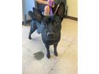 Adopt PEPPA a Black Chow Chow / Mixed dog in Naples, FL (33707629)