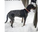 Adopt Duke a Brindle Bluetick Coonhound / Mixed dog in White Lake, MI (33707443)