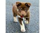 Adopt Chipper a Brown/Chocolate Labrador Retriever / Husky / Mixed dog in