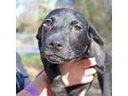 Adopt Mirabel a Black Hound (Unknown Type) / Mixed Breed (Large) / Mixed dog in