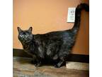 Adopt TAZ a All Black Domestic Shorthair / Domestic Shorthair / Mixed cat in