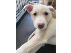 Adopt Brulee a Tan/Yellow/Fawn Husky / Mixed dog in Springfield, MO (33707530)