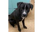 Adopt Jackson a Black Border Collie / Labrador Retriever / Mixed dog in Madera