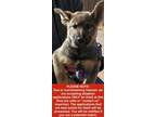 Adopt Heidi a Brown/Chocolate German Shepherd Dog / Mixed dog in Las Cruces