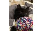 Adopt No name 1 a All Black Domestic Shorthair / Mixed (short coat) cat in
