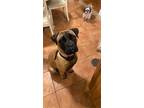 Adopt Bella a Brown/Chocolate - with Black Boxer / Mastiff / Mixed dog in