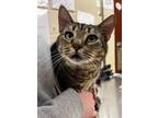 Adopt EMBER a Brown Tabby Domestic Shorthair / Mixed (short coat) cat in