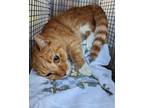Adopt PEACHES a Orange or Red Tabby Domestic Shorthair / Mixed (short coat) cat