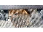 Adopt Panther a Orange or Red Tabby Domestic Mediumhair / Mixed (medium coat)