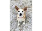 Adopt Airie- at SPCA a Tan/Yellow/Fawn Mixed Breed (Small) / Mixed dog in