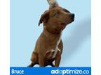 Adopt Bruce a Brown/Chocolate Retriever (Unknown Type) / Mixed dog in