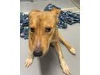Adopt Tessa a Tan/Yellow/Fawn Carolina Dog / Mixed dog in Greenwood