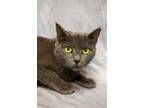 Adopt Harlow A Gray Or Blue British Shorthair / Russian Blue / Mixed Cat In