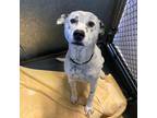 Adopt Pochi A White Australian Cattle Dog / Dalmatian / Mixed Dog In Durango