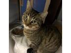 Adopt Pastrami a Gray or Blue Domestic Shorthair / Mixed cat in West Olive