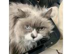 Adopt Sophia a Gray or Blue Domestic Longhair / Mixed cat in West Olive